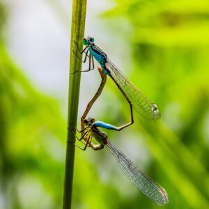 500 Lovemaking Tips