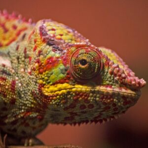 Chameleon Care Guide - Keeping and Breeding Healthy Chameleons Made Easy!