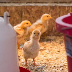 Homesteading for preppers by Dan F. Sullivan