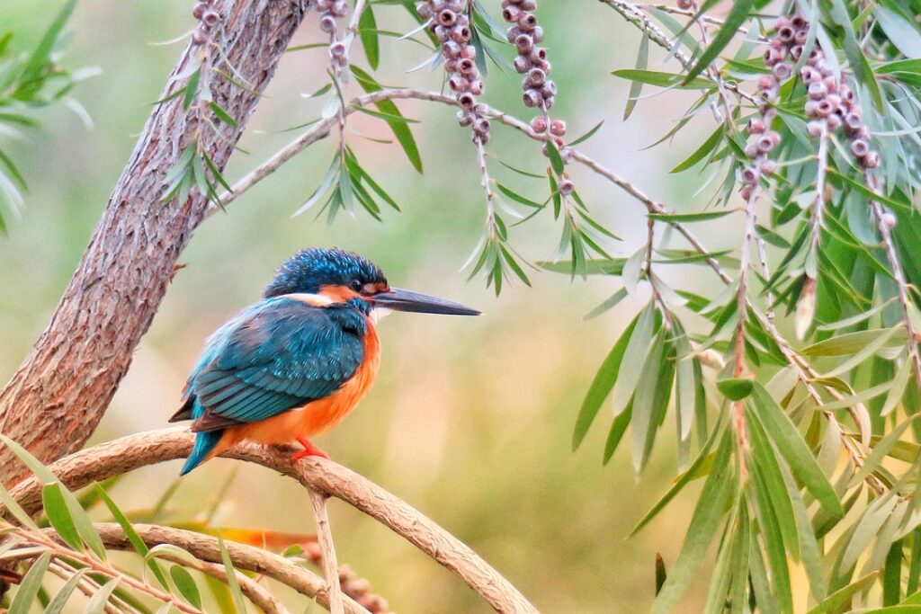 Foraging Secrets – Learn the Forgotten Foraging Secrets of Past Generations