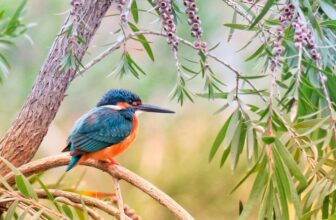 Foraging Secrets - Learn the Forgotten Foraging Secrets of Past Generations
