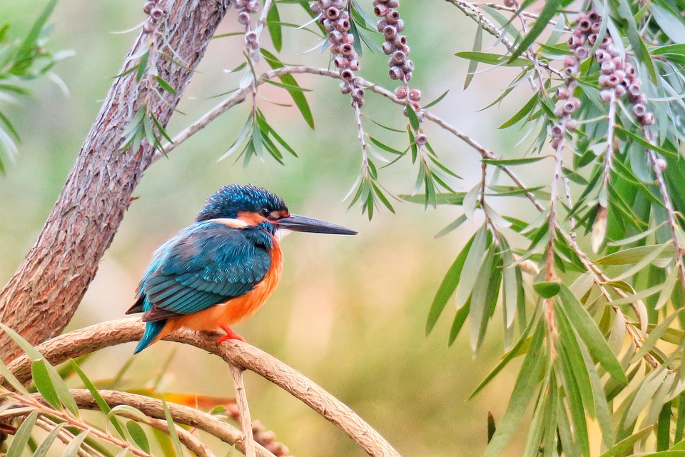Foraging Secrets - Learn the Forgotten Foraging Secrets of Past Generations