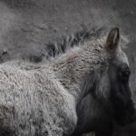 Free Trials Destiny, Personal Astrology Report & Your Personality Chart