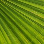 Palm Reading Psychic
