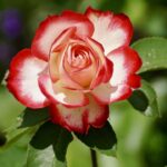 Rose Grail Prayer